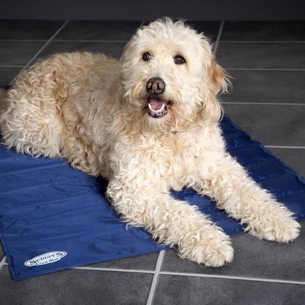 Dog lying on Scruffs cool mat